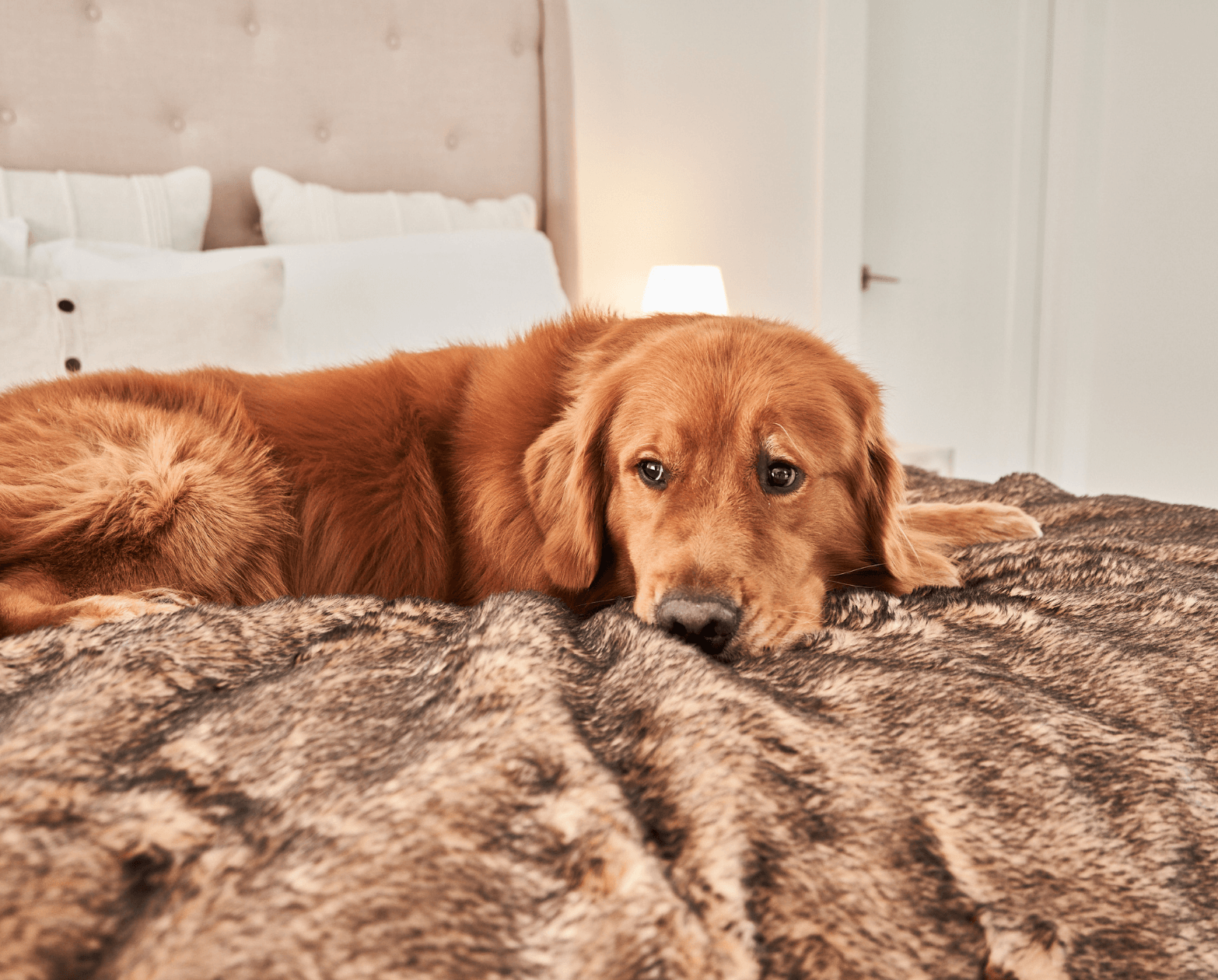 PupProtector™ Summer Short Fur Waterproof Throw Blanket - Sable Tan